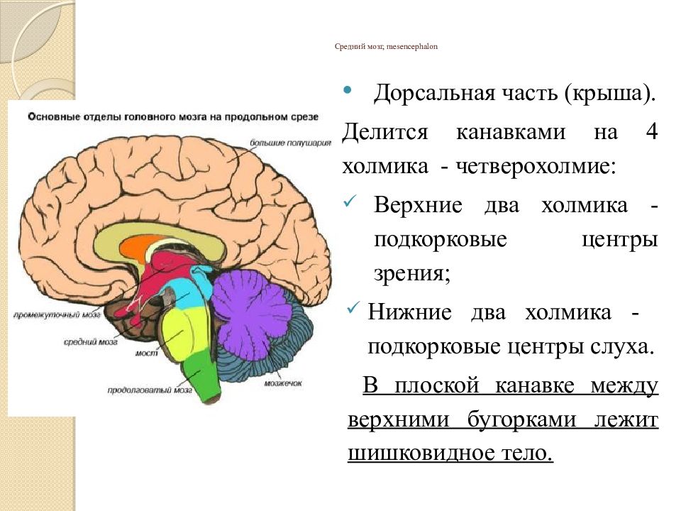Мост и мозжечок строение. Строение отделов головного мозга задний мозг. Строение головного мозга передний средний задний. Головной мозг строение средний мозг.