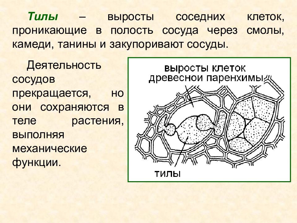 Соседняя клетка. Паренхимные клетки ксилемы. Выросты клеток. Основной функцией флоэмы является процесс. Тиллы в сосудах растений.