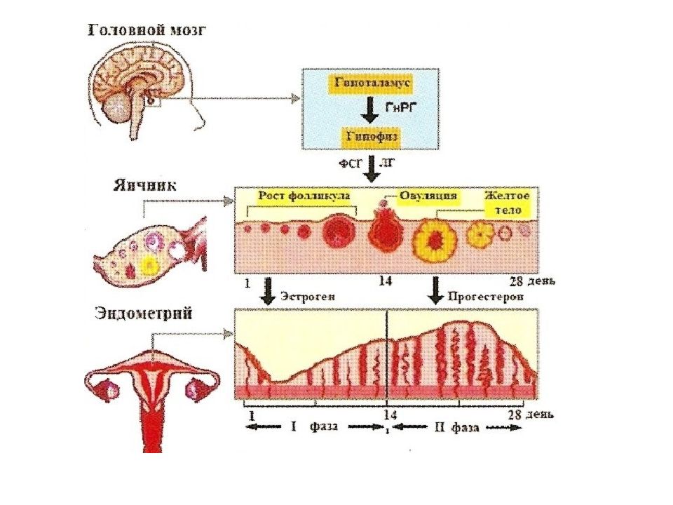 Регуляция цикла. Уровни регуляции менструационного цикла схема. Эндокринной регуляции менструального цикла схемой.. Схема гормональной регуляции менструального цикла. Нейрогуморальная регуляция менструационного цикла схема.