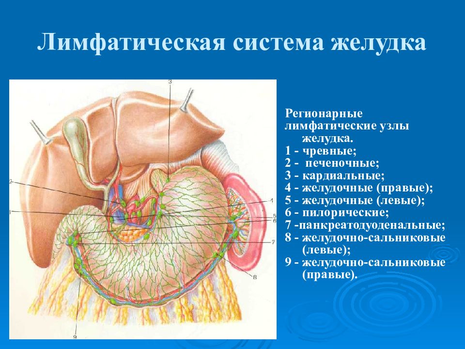 Увеличенные лимфоузлы в печени. Лимфатические узлы желудка анатомия. Лимфатические сосуды желудка схема. Регионарные лимфоузлы желудка. Регионарные лимфатические узлы желудка.