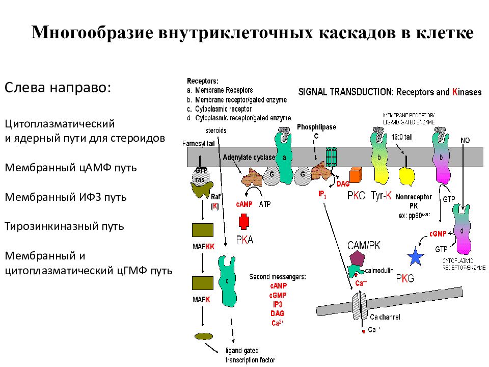 Многообразие внутриклеточных каскадов в клетке