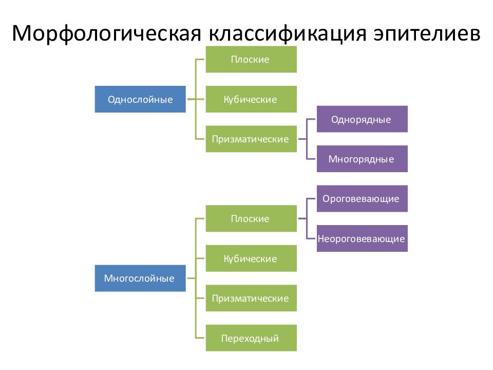 Морфологическая классификация. Морфологическая классификация эпителиальных тканей. Морфологическая классификация эпителиев. Классификация эпителиальной ткани схема. Классификация многослойного эпителия.