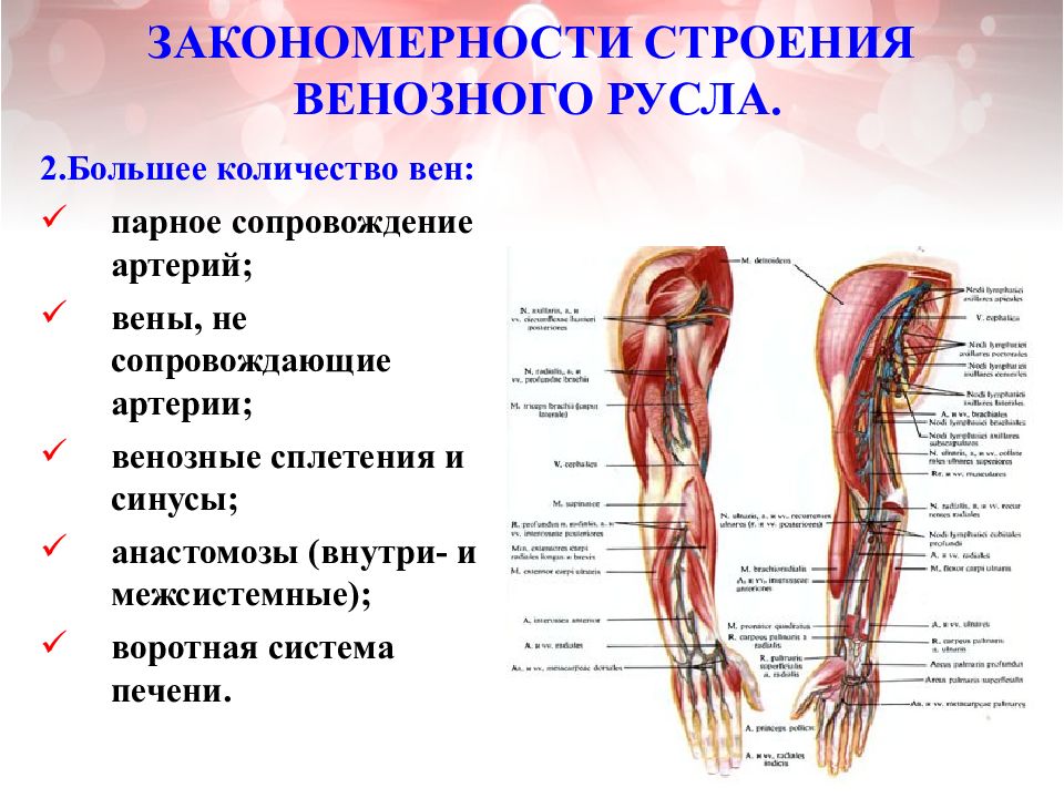 Закономерности строения. Артериальные внутри- и межсистемные анастомозы. Закономерности строения вен. Закономерности строения артерий и вен. Венозное русло анатомия.