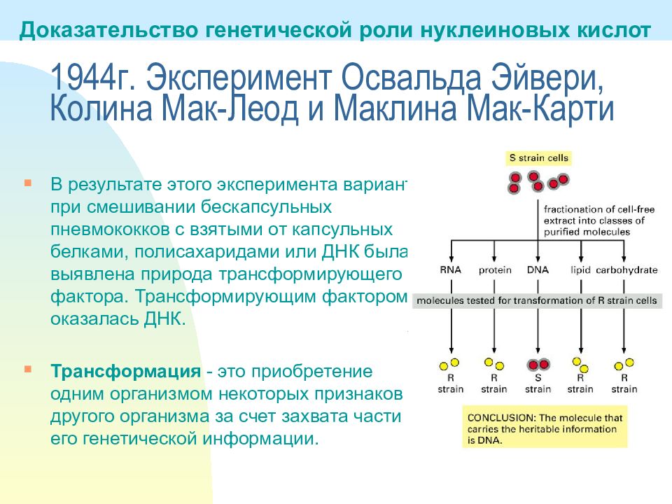 Генетические доказательства. Доказательства генетической роли нуклеиновых кислот. Эксперименты по доказательству генетической роли ДНК. Опыты доказывающие генетическую роль ДНК. Доказательства генетической функции ДНК.