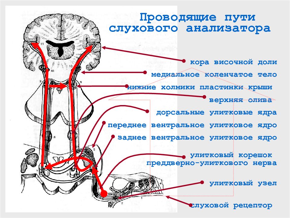 Схема слуховых проводящих путей и центров