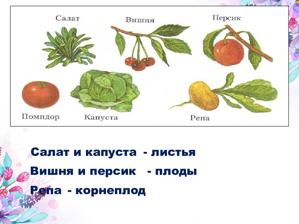 Правда ли что растут. Репа плод какой. Название плода персика.