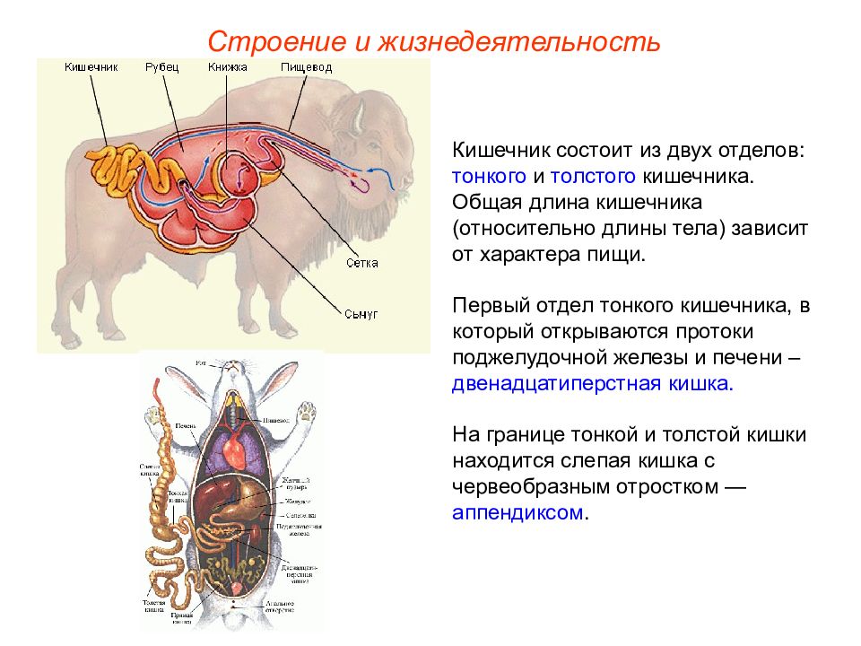 Слепая кишка у животных