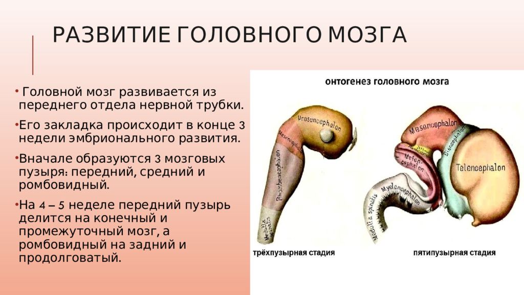 Развитие головного мозга