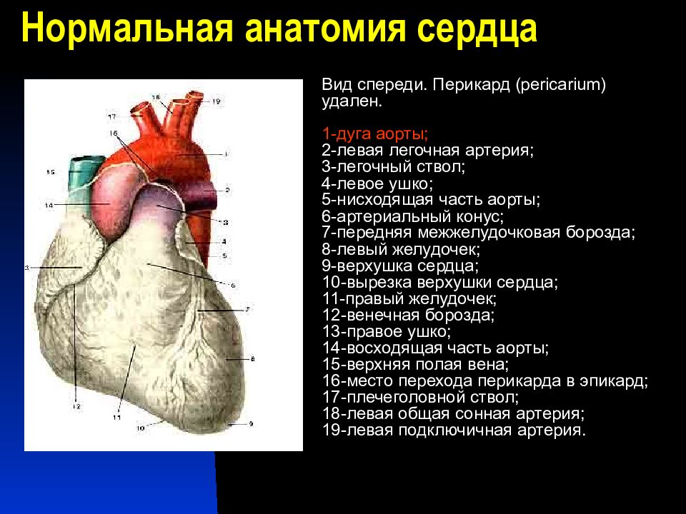 Презентация по анатомии сердце