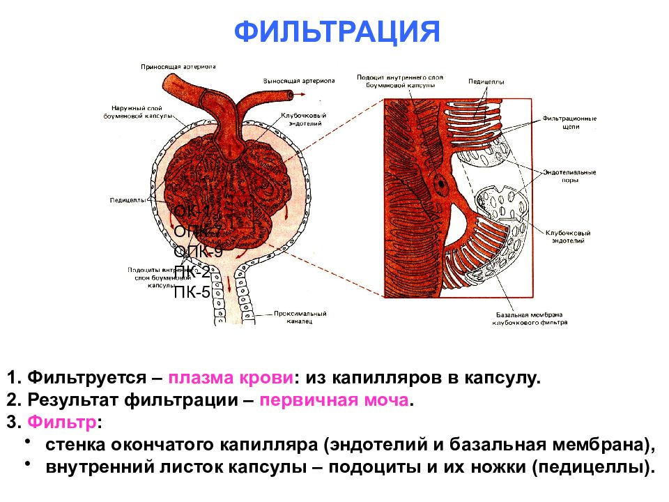 Схема фильтрации крови