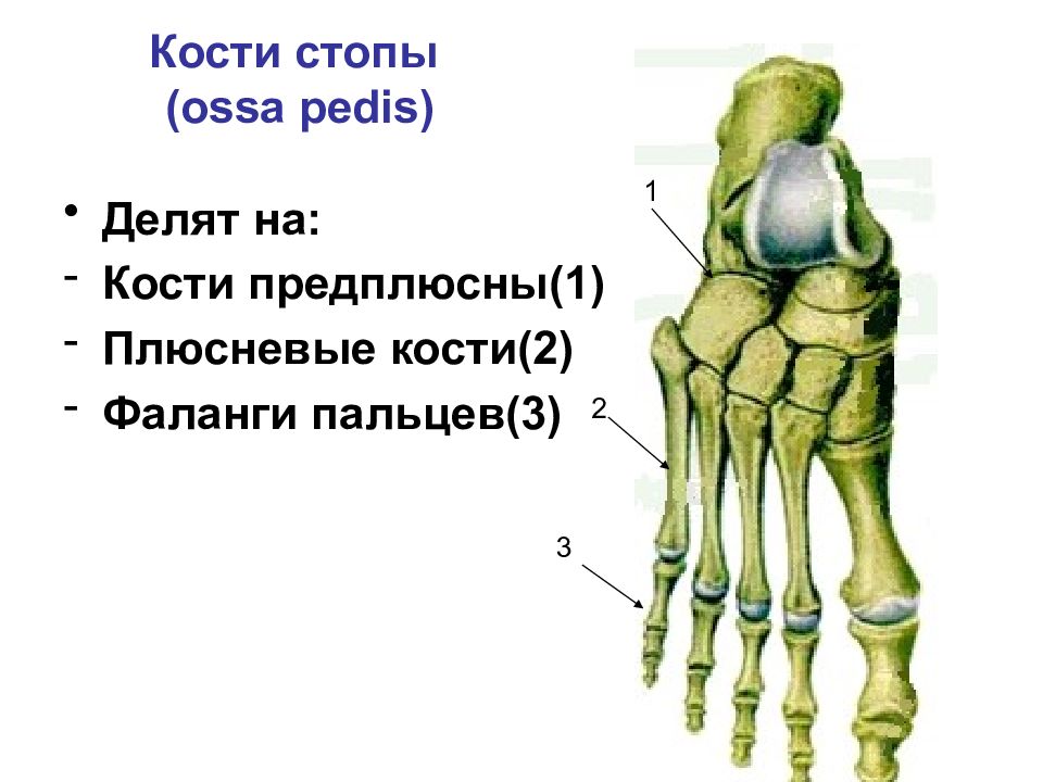 Кости подошвы. Клиновидные кости стопы анатомия. Плюсневые кости стопы анатомия. Предплюсна плюсна фаланги пальцев. Строение плюсневой кости стопы анатомия.