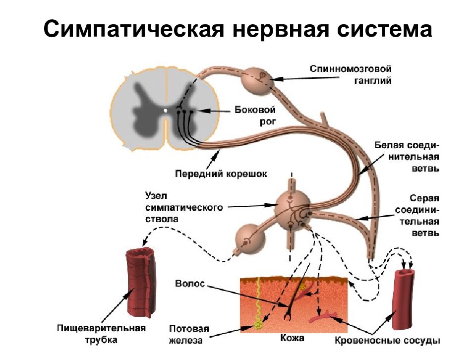 Найдите на рисунке 77 спинномозговые ганглии и ганглии симпатического ствола укажите где показаны