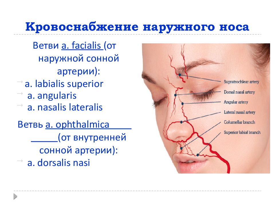 Сосуды в носу. Кровоснабжение полости носа анатомия. Кровоснабжение и иннервация наружного носа. Наружный нос кровоснабжение.