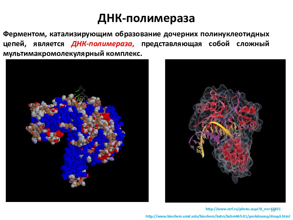 Днк полимераза картинка