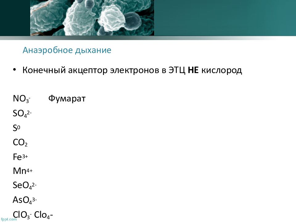 Конечный акцептор электронов. Анаэробное дыхание. Анаэробное дыхание бактерий. Акцепторы электронов при анаэробном дыхании. Анаэробное дыхание характерно для.