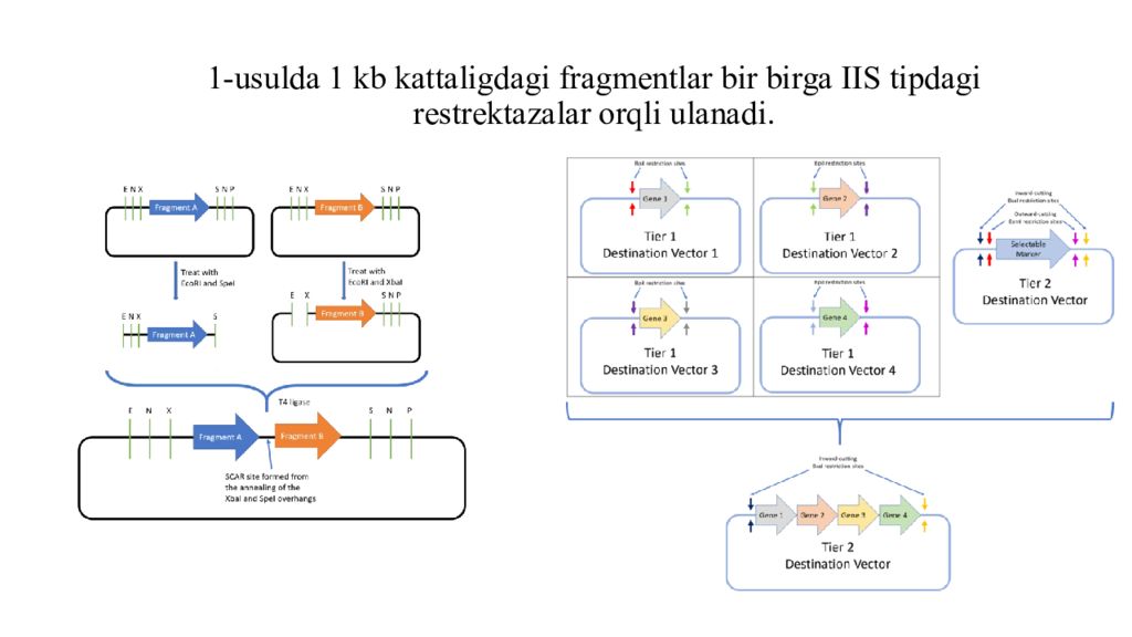 DNK ning tuzilishi va DNK replikatsiyasi 1-usulda 1 kb kattaligdagi fragmentlar bir birga IIS tipdagi restrektazalar orqli ulanadi.