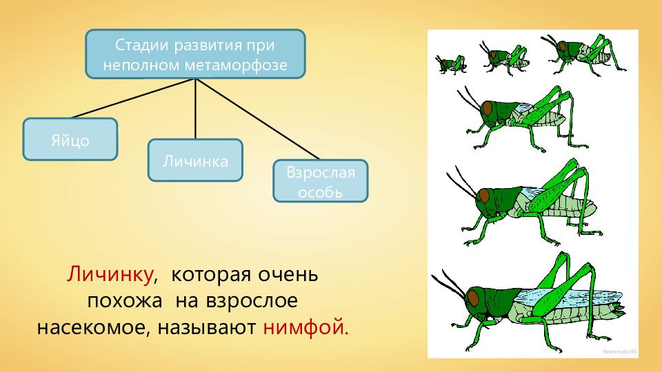 Рассмотрите рисунок 184 учебника назовите животных у которых в цикле развития наблюдается метаморфоз