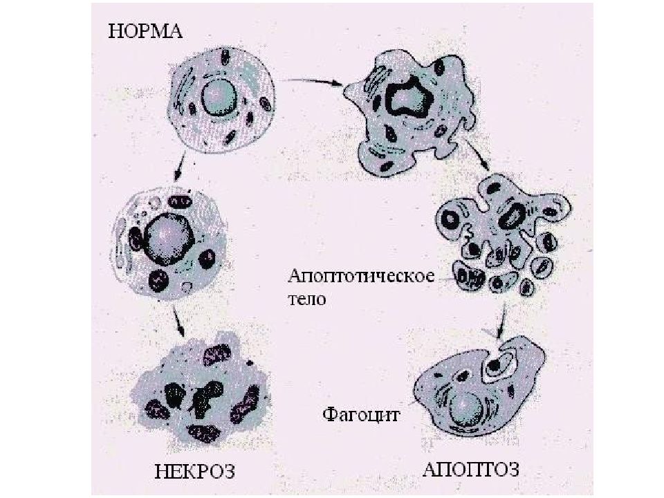 Презентация на тему некроз апоптоз