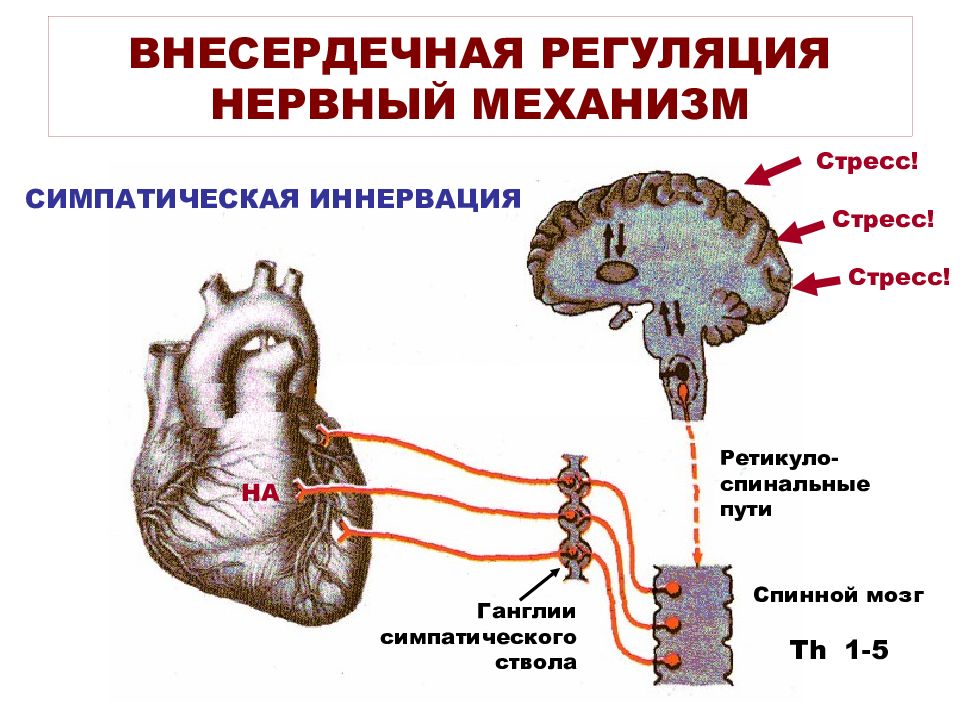 Регуляция сердечной деятельности презентация