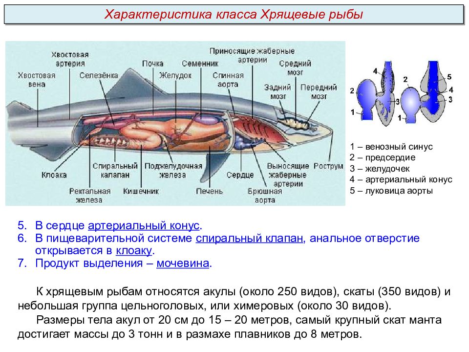 Мозг хрящевых рыб. Артериальный конус у хрящевых рыб. Спиральный клапан у хрящевых рыб. Спиральный клапан у хрящевых рыб функции. Хрящевые рыбы системы органов.