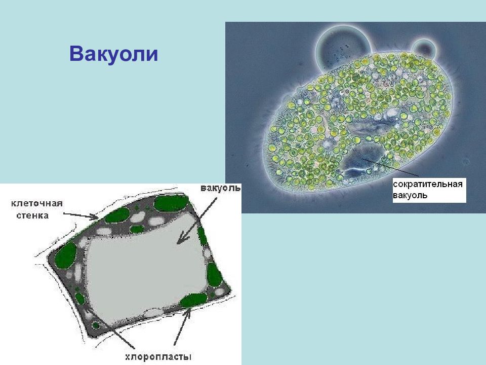 Роль сократительной вакуоли. Вакуоли. Вакуоль строение. Работа сократительной вакуоли. Работа сократительной вакуоли у простейших.