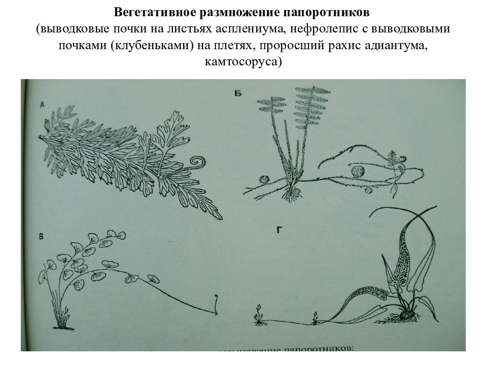 Папоротники размножаются. Вегетативное размножение выводковыми почками. Размножение папоротника выводковыми почками. Вегетативное размножение папоротника. Вегетативное размножение папоротниковидных.