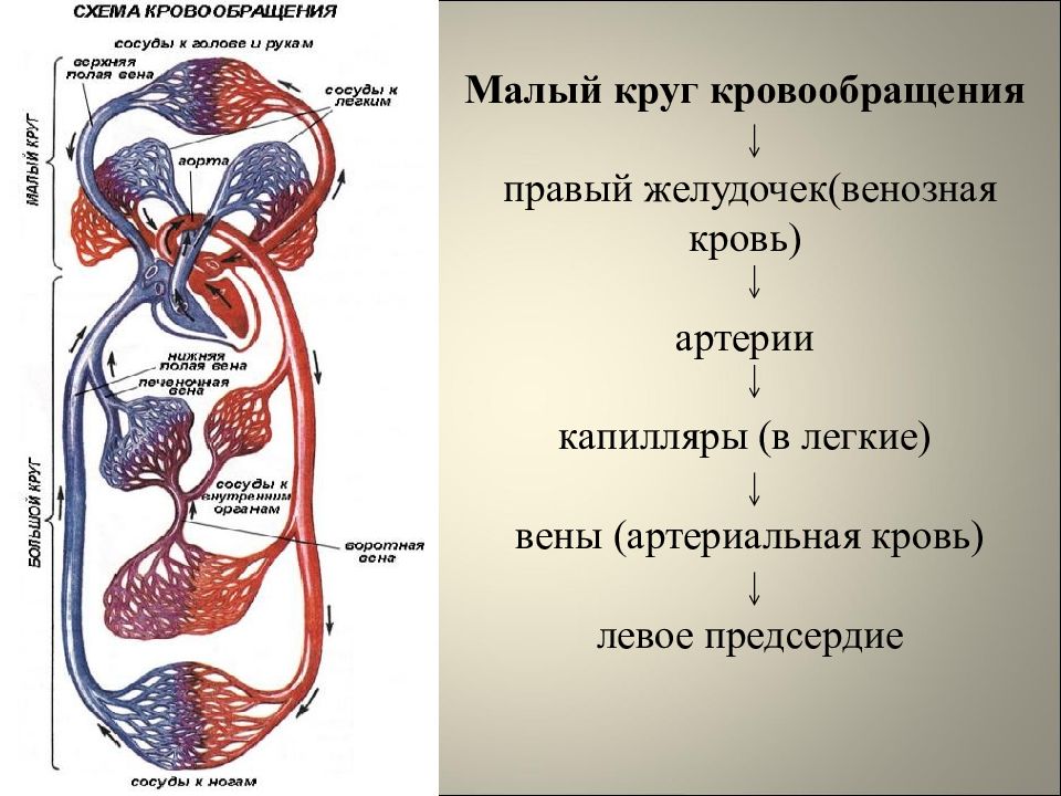 Строение и работа сердца круги кровообращения 8 класс презентация