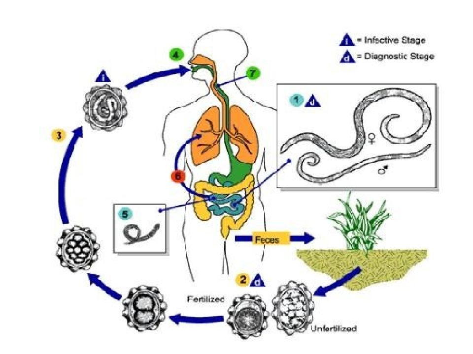 Жизненные циклы размножение. Жизненный цикл аскариды человеческой рисунок. Цикл развития человеческой аскариды рисунок. Схема развития человеческой аскариды. Круглые черви цикл развития аскариды.