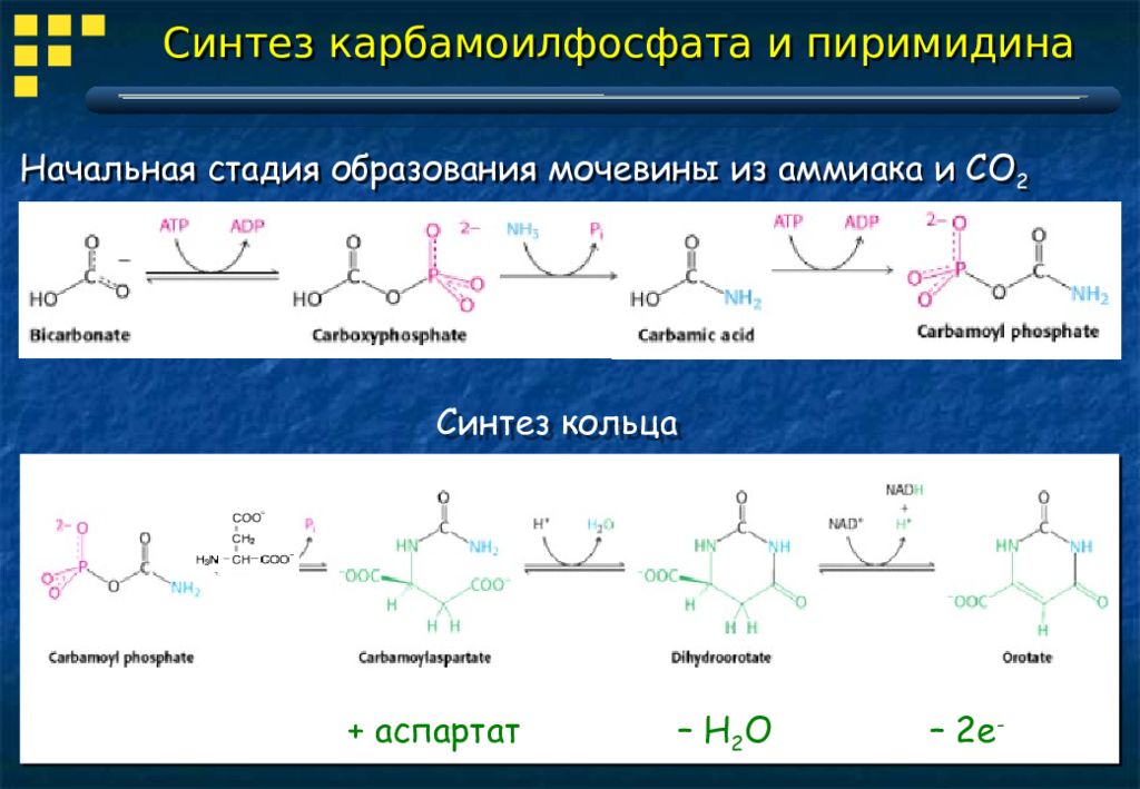 Синтез интернет. Синтез карбамоилфосфата. Синтез карбамоилфосфата из глутамина. Биогенные Амины Синтез. Синтез кабамоил фосфата.
