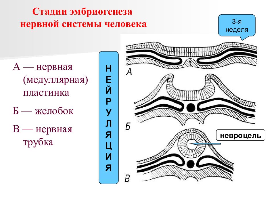 Нервная пластинка. Эмбриогенез нервной трубки этапы. Нервная пластинка и нервная трубка. Стадии эмбриогенеза нервной системы. Этапы эмбриогенеза нервной системы.