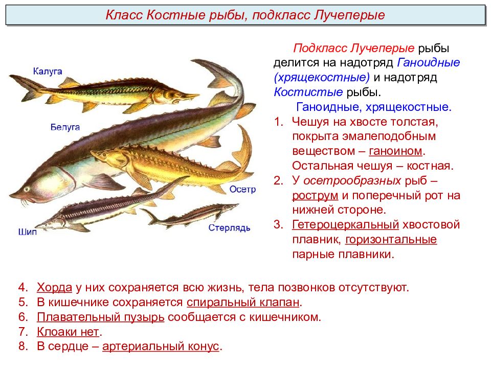 Тема надкласс рыбы. Подтипы рыб. Надкласс рыбы. Позвоночные рыбы. Надкласс рыбы презентация.