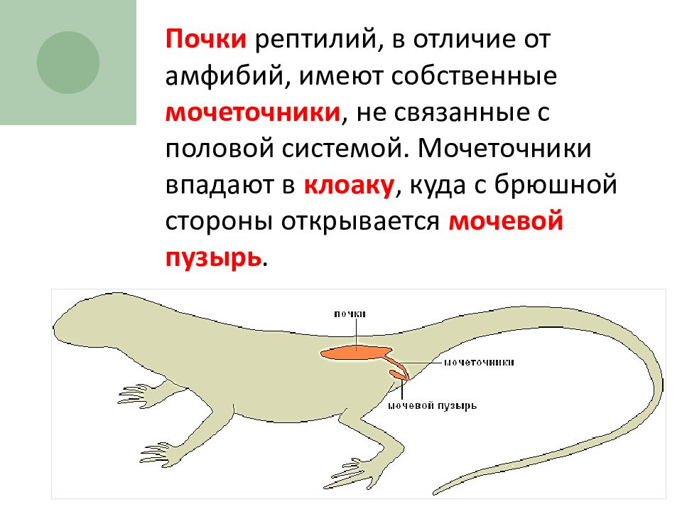 Выделительная система ящерицы рисунок