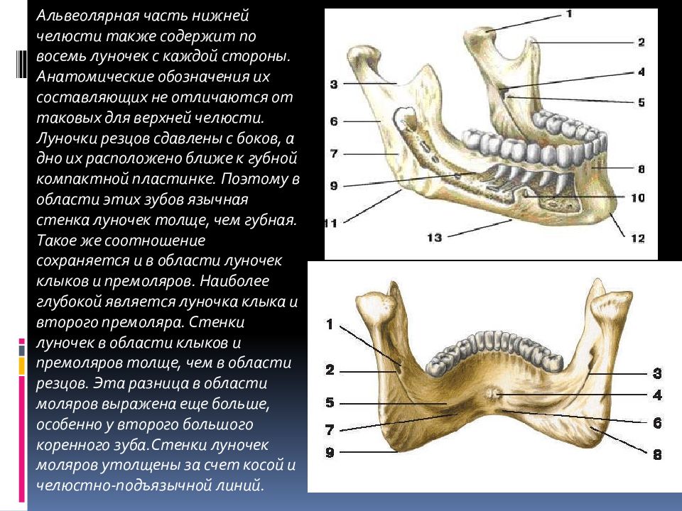 Альвеолярные бугры верхней челюсти