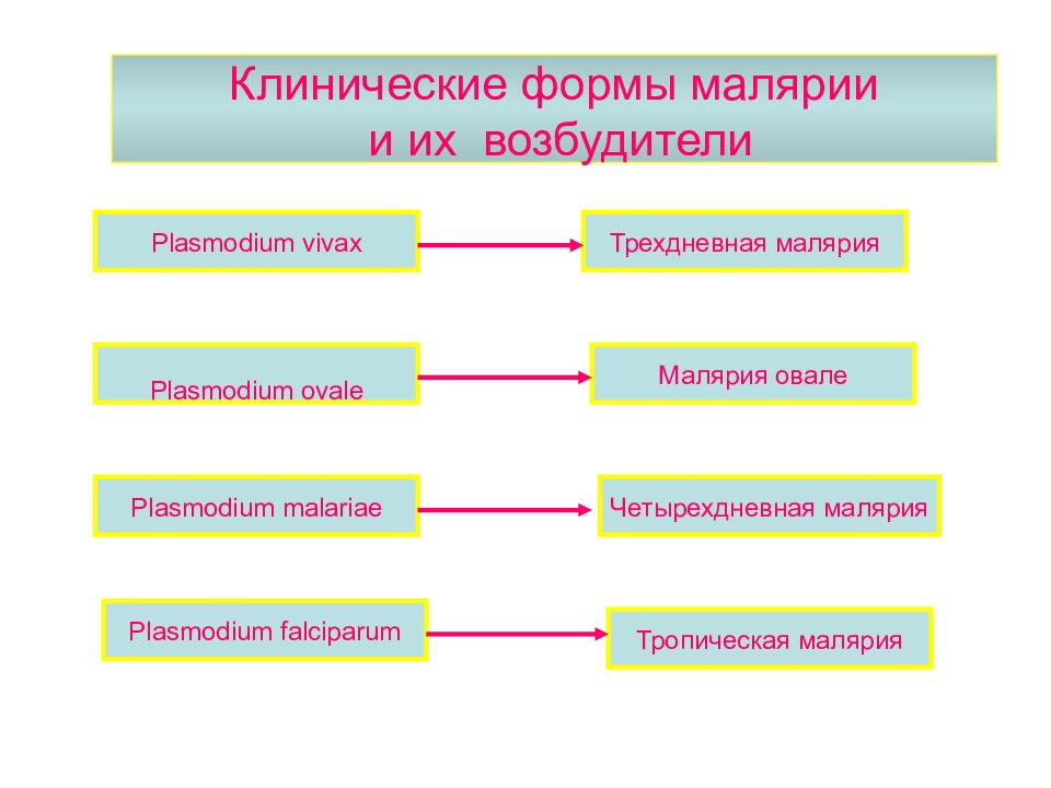 Медицинская протозоология презентация