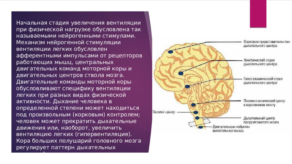 Дыхание при физических нагрузках