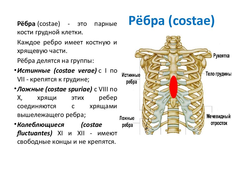 Сколько пар ребер