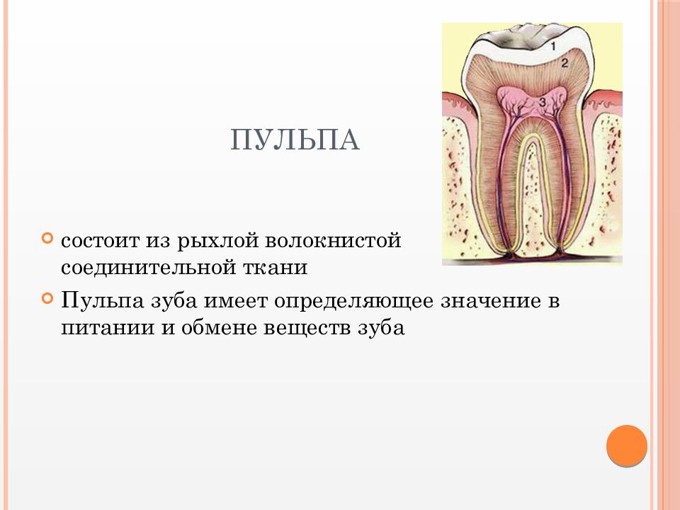 Ткани зуба. Соединительная ткань пульпы. Пульпа зуба состоит из. Пульпа состоит.