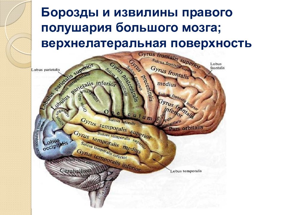 Борозды и извилины рисунок. Верхнелатеральная поверхность полушария головного мозга. Борозды и извилины головного мозга. Извилины головном мозге анатомия. Извилины ВЕРХНЕЛАТЕРАЛЬНОЙ поверхности.