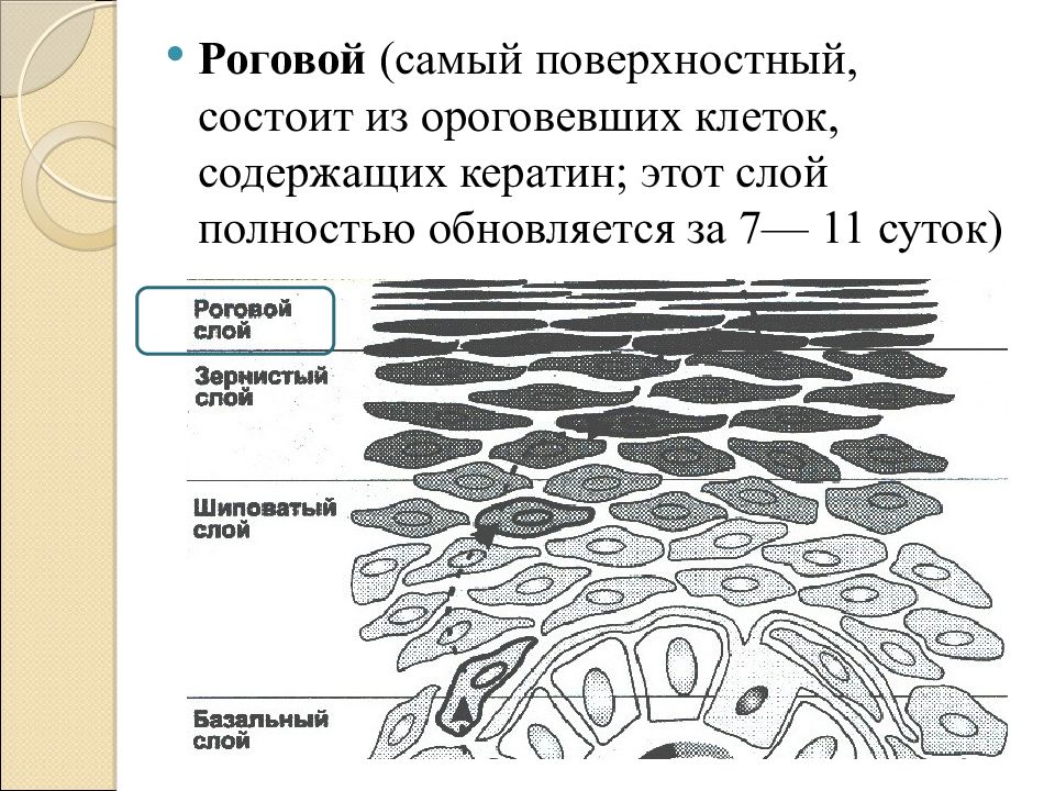 Кожа наружный покровный орган 8 класс презентация