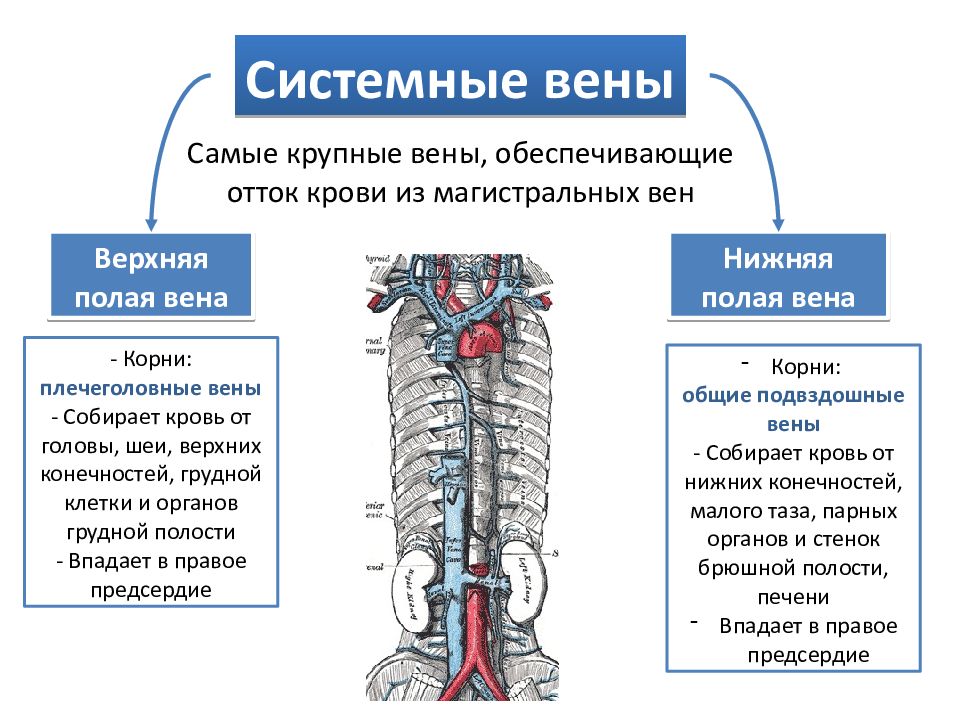 Вены верхнего отдела. Верхняя полая Вена собирает кровь. Система верхняя полая Вена анатомия. Система нижняя полая Вена анатомия. Верхняя и нижняя полые вены анатомия.