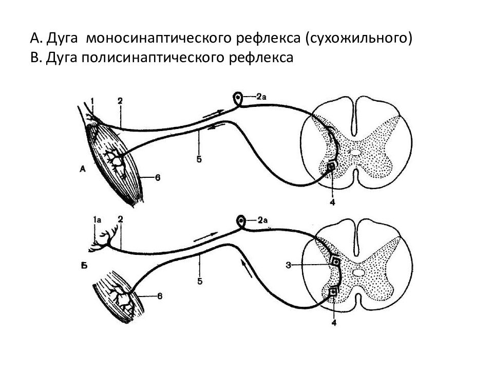 Схема сухожильного рефлекса