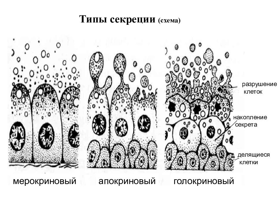 Группы железистых клеток. Мерокриновый апокриновый голокриновый Тип секреции. Типы секреции железистого эпителия. Классификация железистого эпителия гистология. Типы секреции железистых клеток.