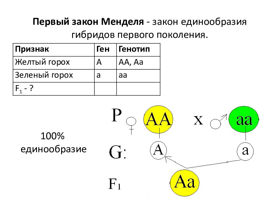 Первый закон менделя схема