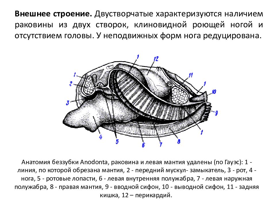 Двустворчатые строение. Двустворчатые моллюски строение раковины. Анатомия беззубки раковина и левая мантия удалена. Беззубка голова редуцирована. Схема внутреннего строения пластинчатожаберного моллюска.