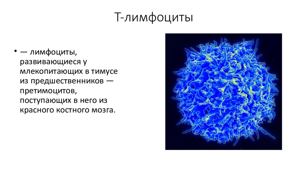 Лимфоциты структура. Т лимфоциты и б лимфоциты. Лимфоциты строение. Т лимфоциты строение. Т лимфоциты картинки.