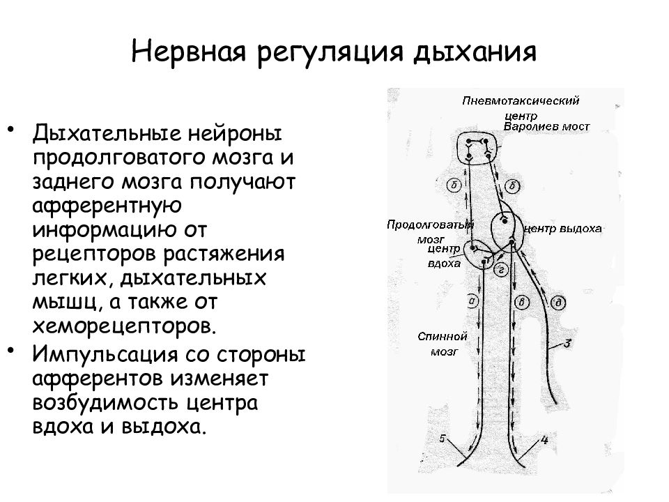 Нервная система дыхания. Нервная регуляция дыхания дыхательный центр. Нервная регуляция дыхания схема. Регуляция дыхания продолговатый мозг. Механизм регуляции дыхания продолговатого мозга.