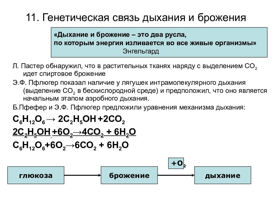 Сравнение процессов брожения и дыхания. Сравнение процессов брожения и дыхания таблица. Брожение и дыхание растений. Схема связи брожения и дыхания растений.