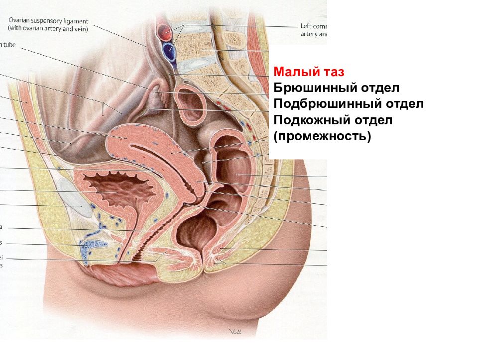 Брюшина малого таза у женщины на схеме фото