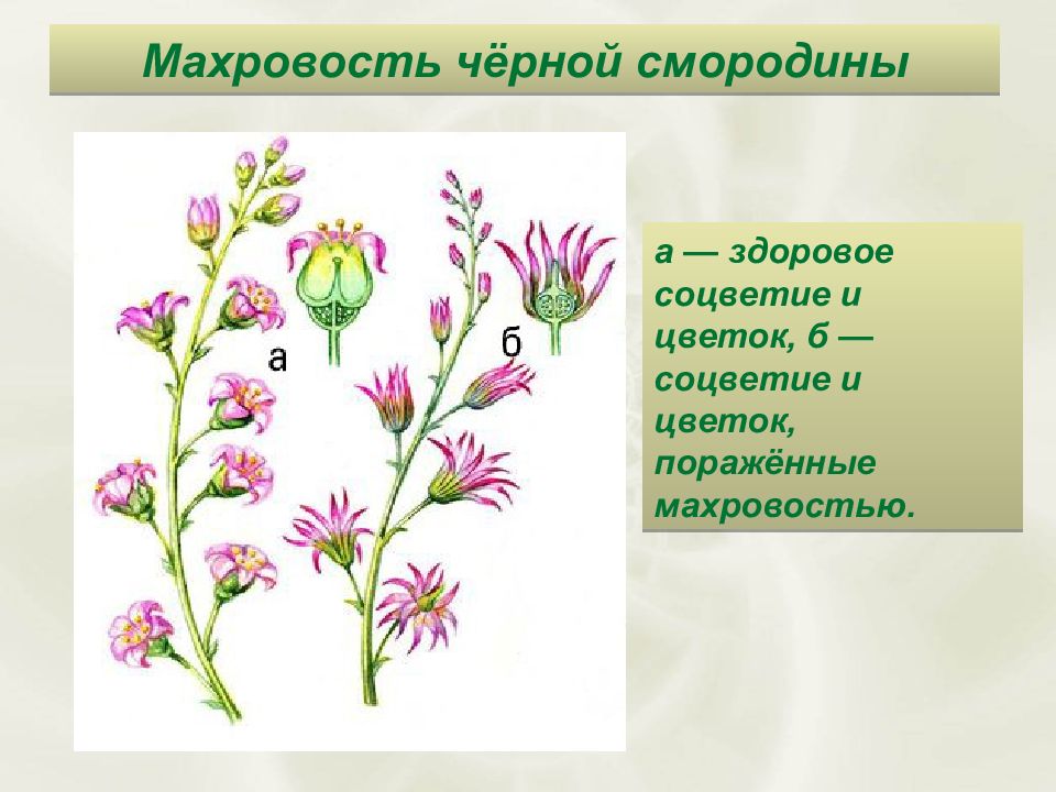 Заболевание животных и растений. Как называется правильно махровость цветка. Каким термином махровость цветка.