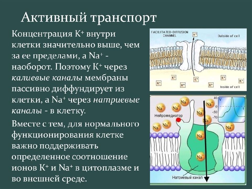 Транспорт веществ через мембрану презентация